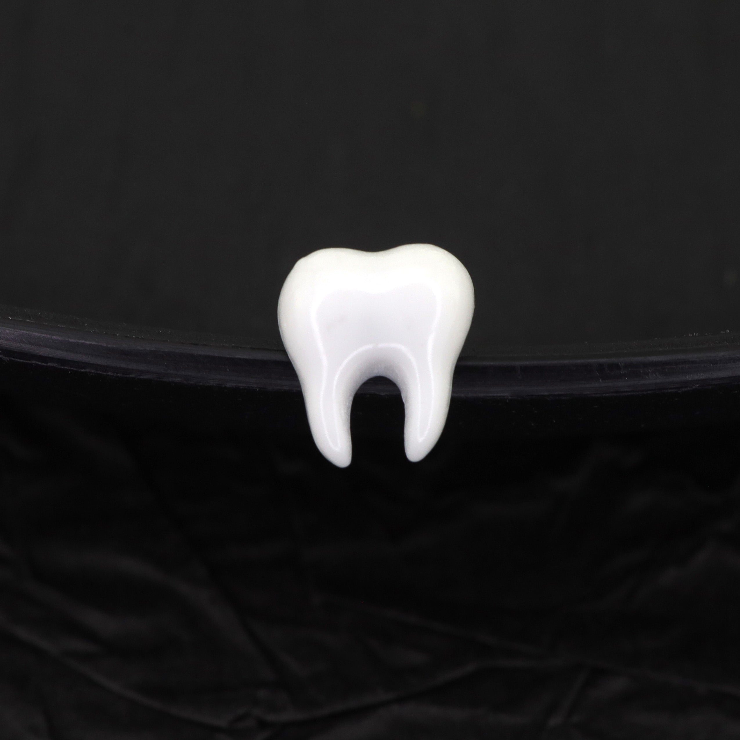 CRUX - White Tooth Externally Threaded stainless steel Studs - CRUX - White Tooth Externally Threaded stainless steel Studs - Single / 6mm / 0.8mm/20G by CRUXJEWELRY